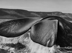 Penisola di Valdés, Argentina. 2004